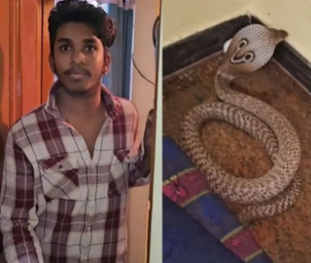 తలదిండు కింద నాగుపాము.. అదృష్టవశాత్తూ తప్పిన ప్రమాదం