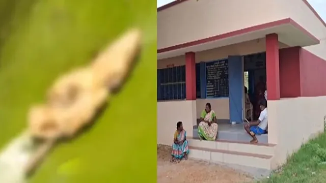அரசு பள்ளி காலை உணவில் கிடந்த பல்லி: 11 மாணவர்கள் மயக்கம்