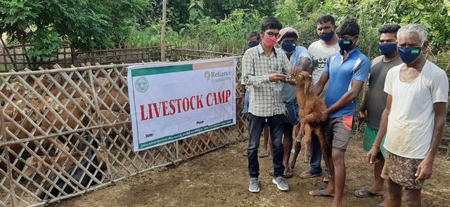 గొర్రెలు, మేకలలో నట్టలనివారణ కార్యక్రమం