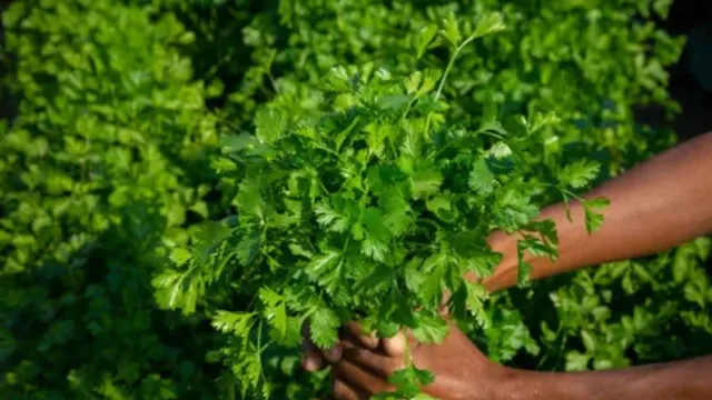 மாடி தோட்டத்தில் கொத்தமல்லி வளர்ப்பது எப்படி?