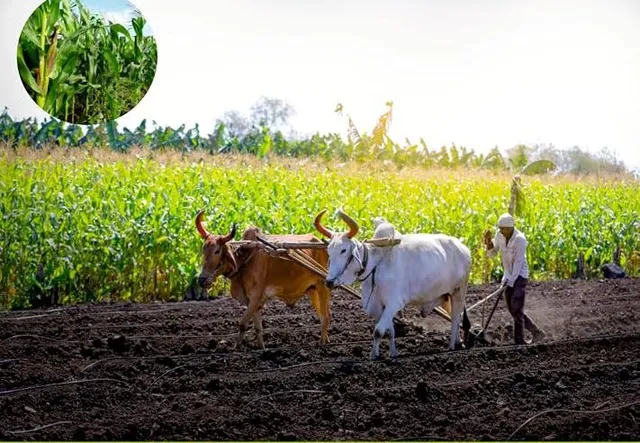 பழங்குடியின விவசாயிகளுக்கு இயற்கை வேளாண்மை சான்றிதழ் பழங்குடியின விவசாயிகளுக்கு இயற்கை வேளாண்மை சான்றிதழ்