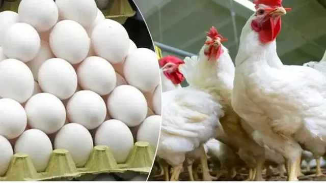 పెరిగిన చికెన్, కోడి గుడ్ల ధరలు