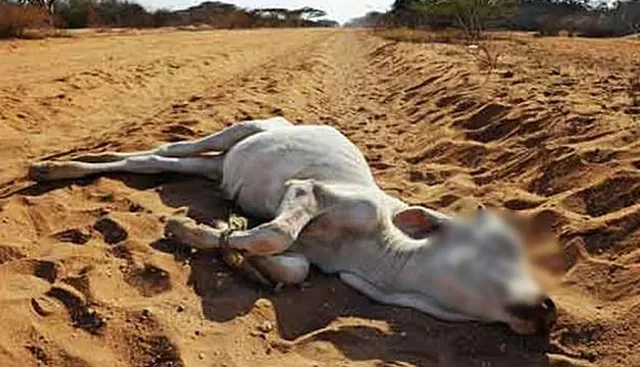 மேட்டூர் அருகே மின்னல் தாக்கி 3 பசுக்கள் உயிரிழப்பு