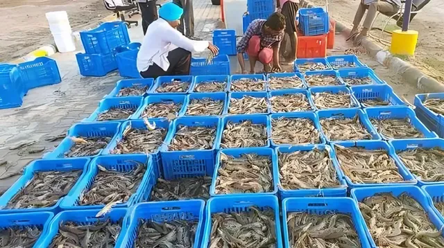 రొయ్యల మేత ధరల పెంపుపై ఆక్వా రైతుల ఆందోళన