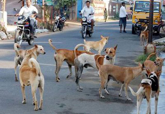 வெறி நாய்களின் தொல்லை பொதுமக்கள் அவதி