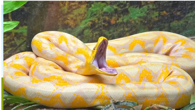 Drone tracking for pythons.. Scientists' new experiment