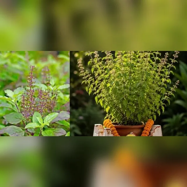 డాబాపై తులసి మొక్కను పెంచుతున్నారా?