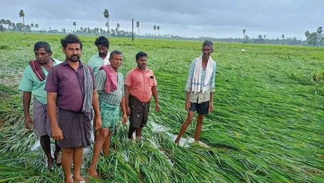తుఫాన్‌ ప్రభావం.. ఏపీ వ్యాప్తంగా 22 రకాల పంటలకు బీమా కవరేజీ