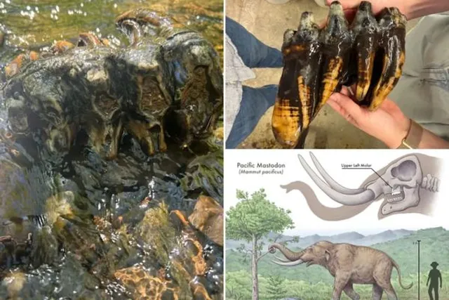10,000 ஆண்டுகள் பழமையான Pacific Mastodon விலங்கின் பற்கள் கண்டுபிடிப்பு!