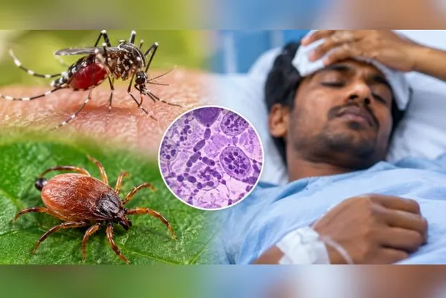 தமிழகத்தில் டெங்குக்கு 17,277 பேர், உண்ணிக்கு 4,600 பேர் பாதிப்பு