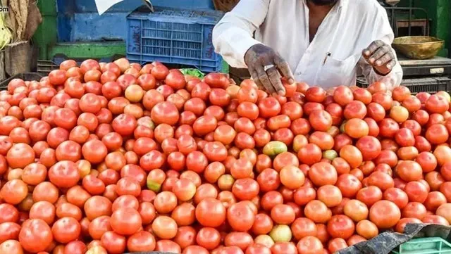 ఎల్ నినోతో టమోటా రైతులకు తీవ్ర నష్టం!