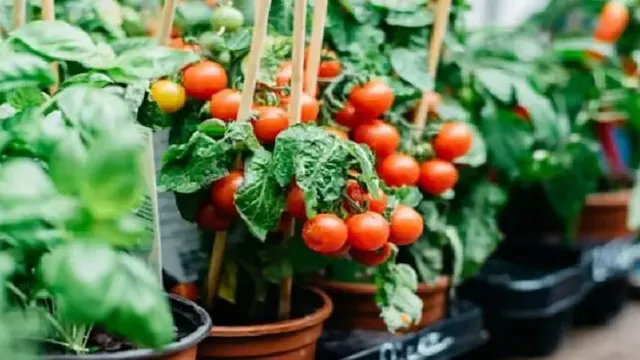 வீட்டிலேயே மாடி தோட்டத்தில் எளிதாக தக்காளி வளர்க்கும் முறைகள்