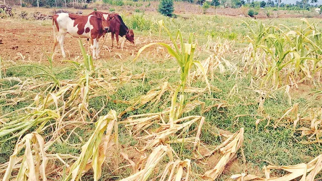 கருகும் மக்காச்சோளம்.. கால்நடைகளுக்கு தீவனமாகும் அவலம்
