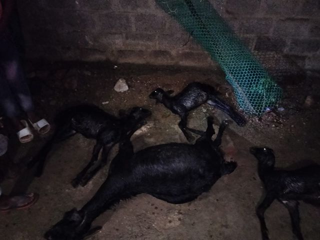 పిడుగుపాటుకు మేకలు మృతి