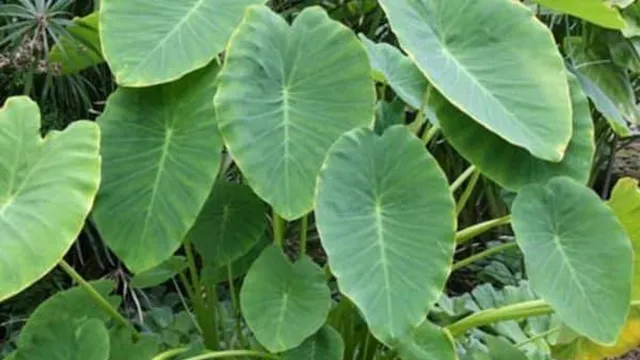 சேப்பங்கிழங்கு இலையை உணவில் சேர்ப்பதால் கிடைக்கும் நன்மைகள் சேப்பங்கிழங்கு இலையை உணவில் சேர்ப்பதால் கிடைக்கும் நன்மைகள்