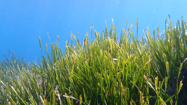 ஆயிரக்கணக்கான ஆண்டுகள் பழமையான பிரம்மாண்ட கடல்வாழ் தாவரம்