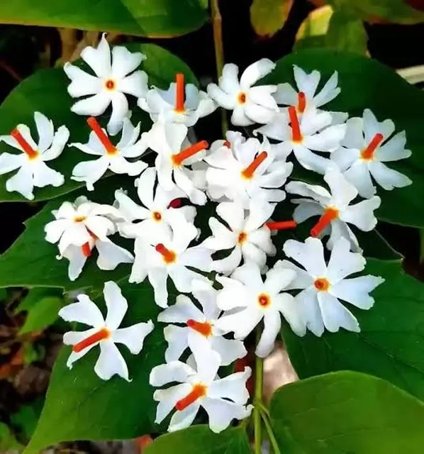 Does the Parijata plant not bloom?