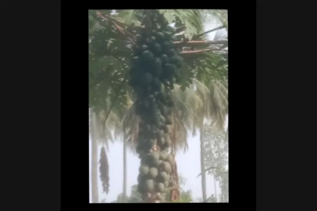 విరగకాసిన బొప్పాయి చెట్టు.. అశ్చర్యంలో గ్రామస్తులు విరగకాసిన బొప్పాయి చెట్టు.. అశ్చర్యంలో గ్రామస్తులు