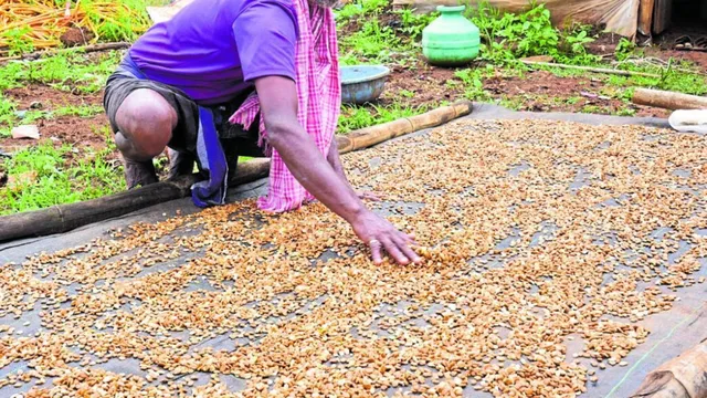 மழைக்காலத்தில் விதைகளை பாதுகாப்பது எப்படி?.. விவசாயிகளுக்கு டிப்ஸ் மழைக்காலத்தில் விதைகளை பாதுகாப்பது எப்படி?.. விவசாயிகளுக்கு டிப்ஸ்