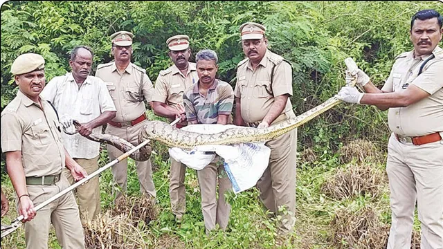 கோழியை விழுங்கி நகர முடியாமல் தவித்த 12 அடி மலைப்பாம்பு