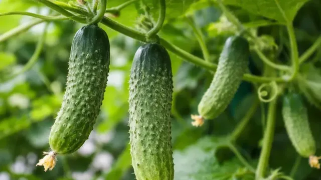 மாடித்தோட்டத்தில் வெள்ளரிக்காய் வளர்ப்பது எப்படி?