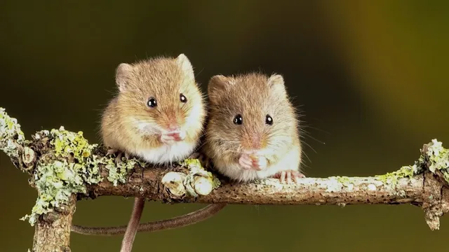 எலிகள் பற்றிய வியப்பூட்டும் சுவாரஸ்ய தகவல்கள்