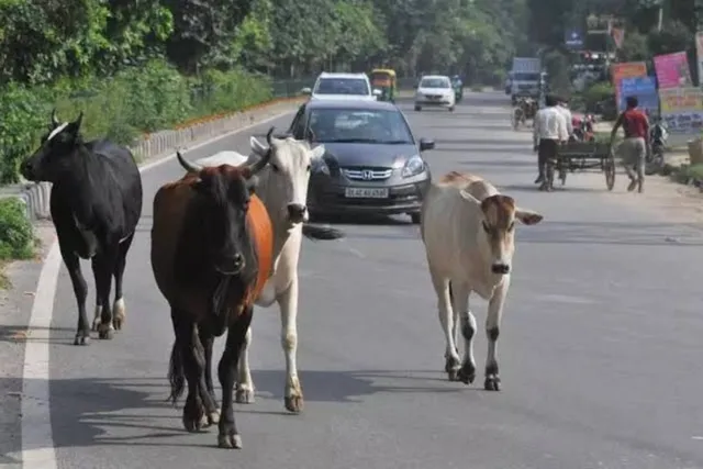 పశువులతో ఇక్కట్లు