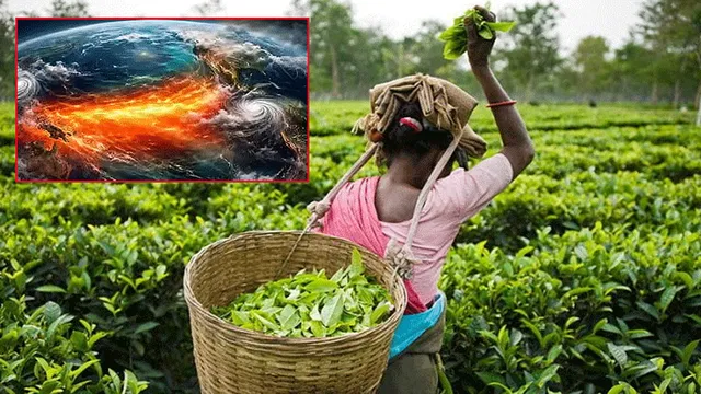 நீலகிரியில் தேயிலை வரத்து சரிவு: விவசாயிகள் வாழ்வாதாரம் கேள்விக்குறி நீலகிரியில் தேயிலை வரத்து சரிவு: விவசாயிகள் வாழ்வாதாரம் கேள்விக்குறி