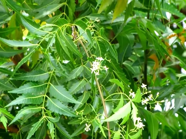 వేప చెట్టుతో చర్మ సమస్యలు దూరం: నిపుణులు