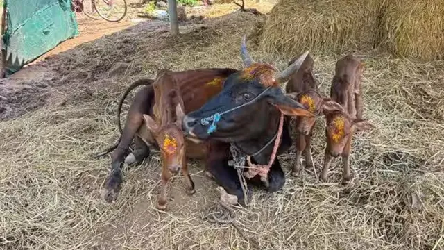 ఒకే ఈతలో 3 దూడలకు జన్మనిచ్చిన గోమాత