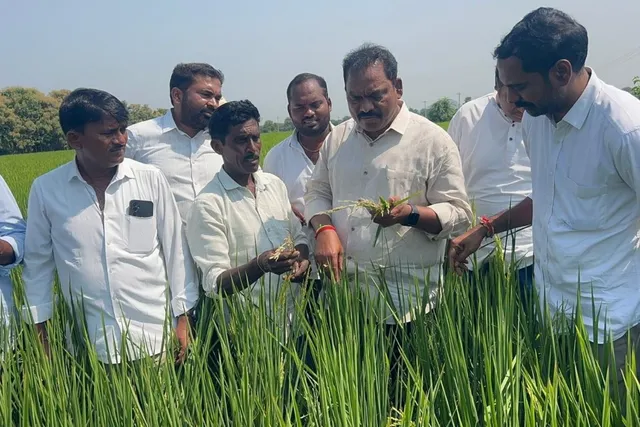 చొప్పదండి: ఎండుతున్న వరి పంటలను పరిశీలించిన మాజీ ఎమ్మెల్యే