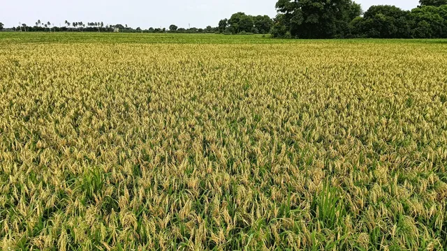 నేడు ఏపీలోని తుఫాన్ ప్రభావిత ప్రాంతాల్లో పర్యటించనున్న కేంద్ర బృందం