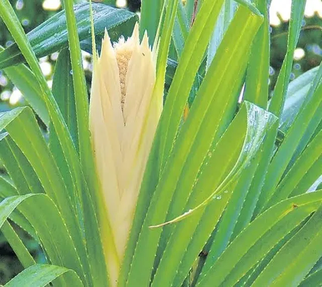 మొగలి పూలతో లక్షల ఆదాయం