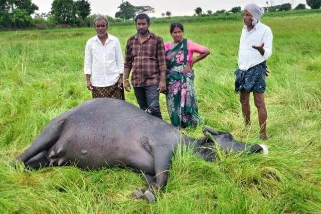 పిడుగుపాటుతో గేదె మృతి