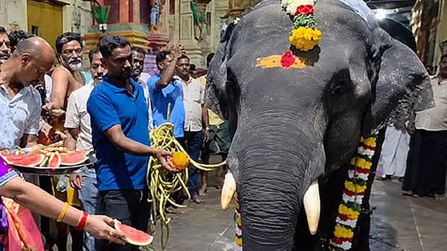 அசாமில் இருந்து ராமேஸ்வரம் கோயில் வந்தடைந்தது புதிய குட்டி யானை