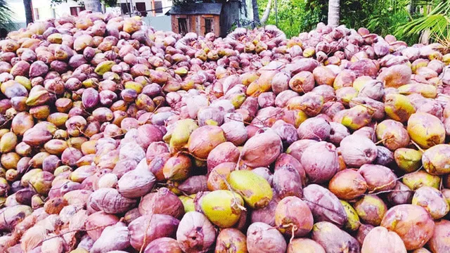 விளைச்சல் பாதிப்பால் தமிழகத்தில் தேங்காய் விலை உயர வாய்ப்பு