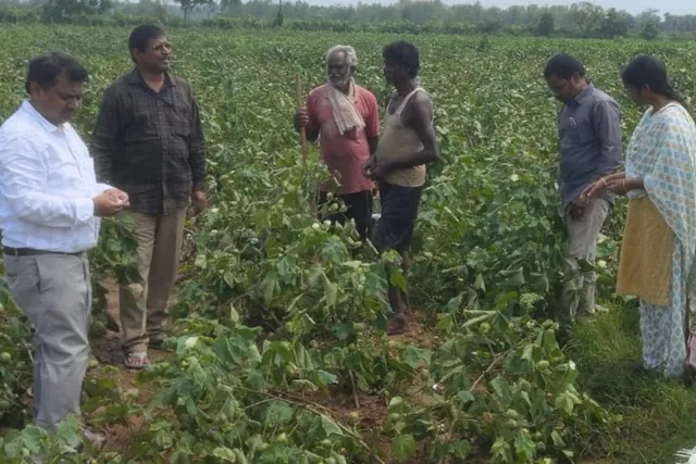 పత్తి పంటను పరిశీలించిన శాస్త్రవేత్తల బృందం