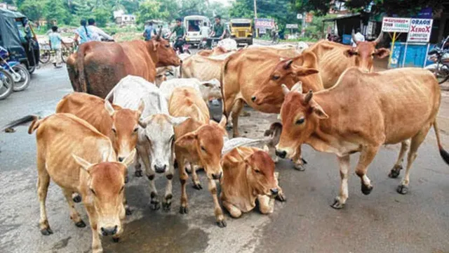 ఆవులు రోజుకు 4 గంటలే నిద్రపోతాయని తెలుసా!