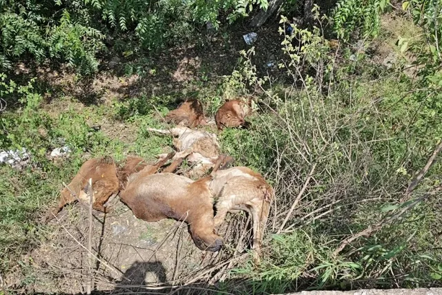 రైలు ఢీకొని 195 గొర్రెలు మృతి