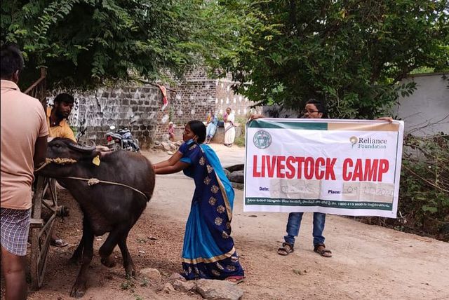 పశువుల కు ఉచిత వైద్య శిబిరం