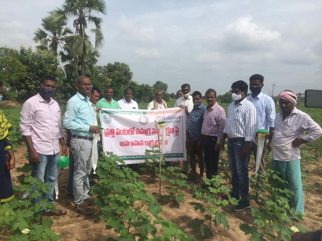 ప్రత్తి పంటలో గులాబీ రంగు పురుగుపై అవగాహాన