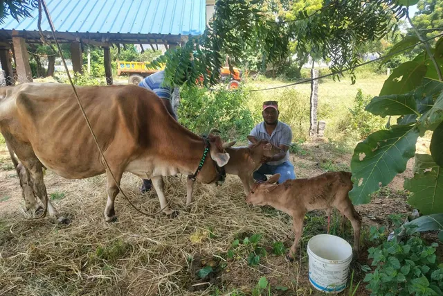ఒకే ఈతలో రెండు ఆడ దూడలు: రైతు సంతోషం, వైద్యుడికి ప్రశంసలు