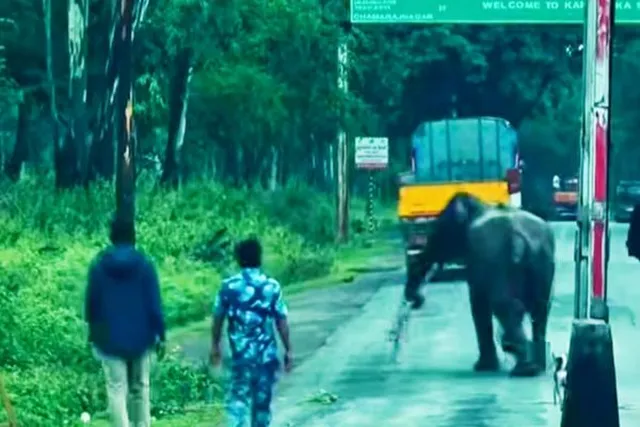 கரும்புக்கட்டுகளைத் தூக்கிச் சென்ற ஒற்றை யானை கரும்புக்கட்டுகளைத் தூக்கிச் சென்ற ஒற்றை யானை