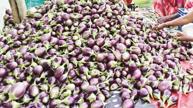 கத்தரிக்காய் கிலோ ரூ.50-க்கு விற்பனை - விவசாயிகள் மகிழ்ச்சி