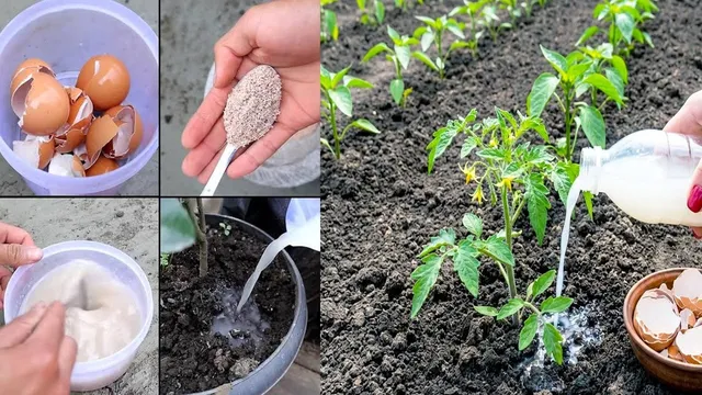 గుడ్డు పెంకులతో మొక్కలకు సహజ ఎరువు తయారీ