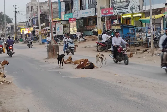 ఖానాపూర్ మున్సిపాలిటీ పరిధిలో  రోడ్ల పై కుక్కల బెడద