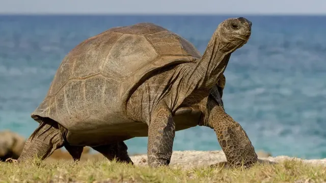 நூறு ஆண்டுகளைக் கடந்து வாழும் ஆமைகள்