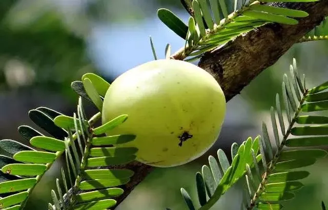 ఏడాది పొడవునా ఉసిరి ప్రయోజనాలు పొందాలంటే ఇలా చేయండి!