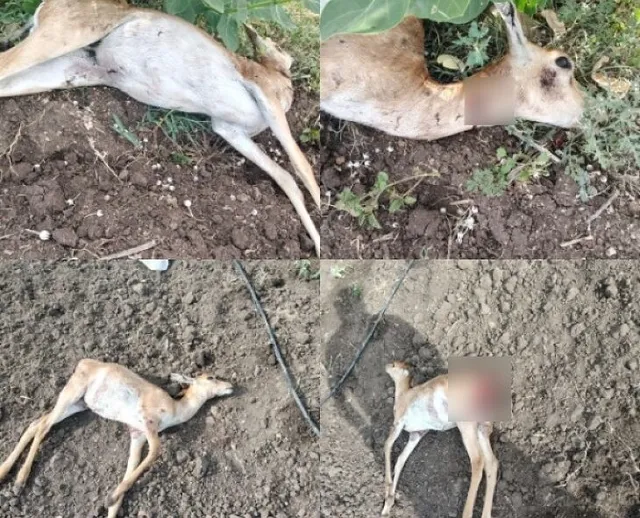 తాటిచెర్ల గ్రామ పరిధిలో చిరుతల దాడి.. ఏడు జింకలు మృతి