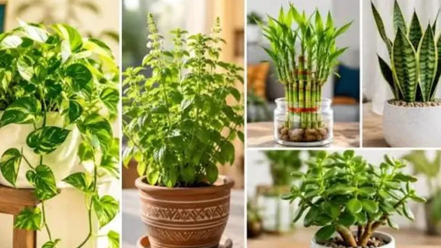 వాస్తు ప్రకారం ఈ మొక్కలు ఇంట్లో ఉంటే సిరిసంపదలు!